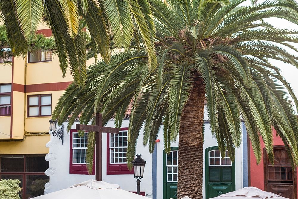 Canary Islands-La Palma Island-Santa Cruz de la Palma-palm tree